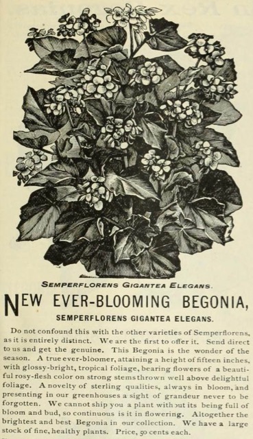 B. ‘Semperflorens Gigantea Elegans’